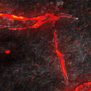 FLG Neoprene Wargaming Mats: Lava 1 - 44" x 60"